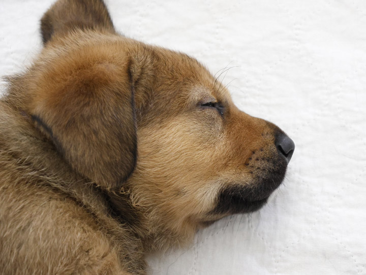 chinook dog
